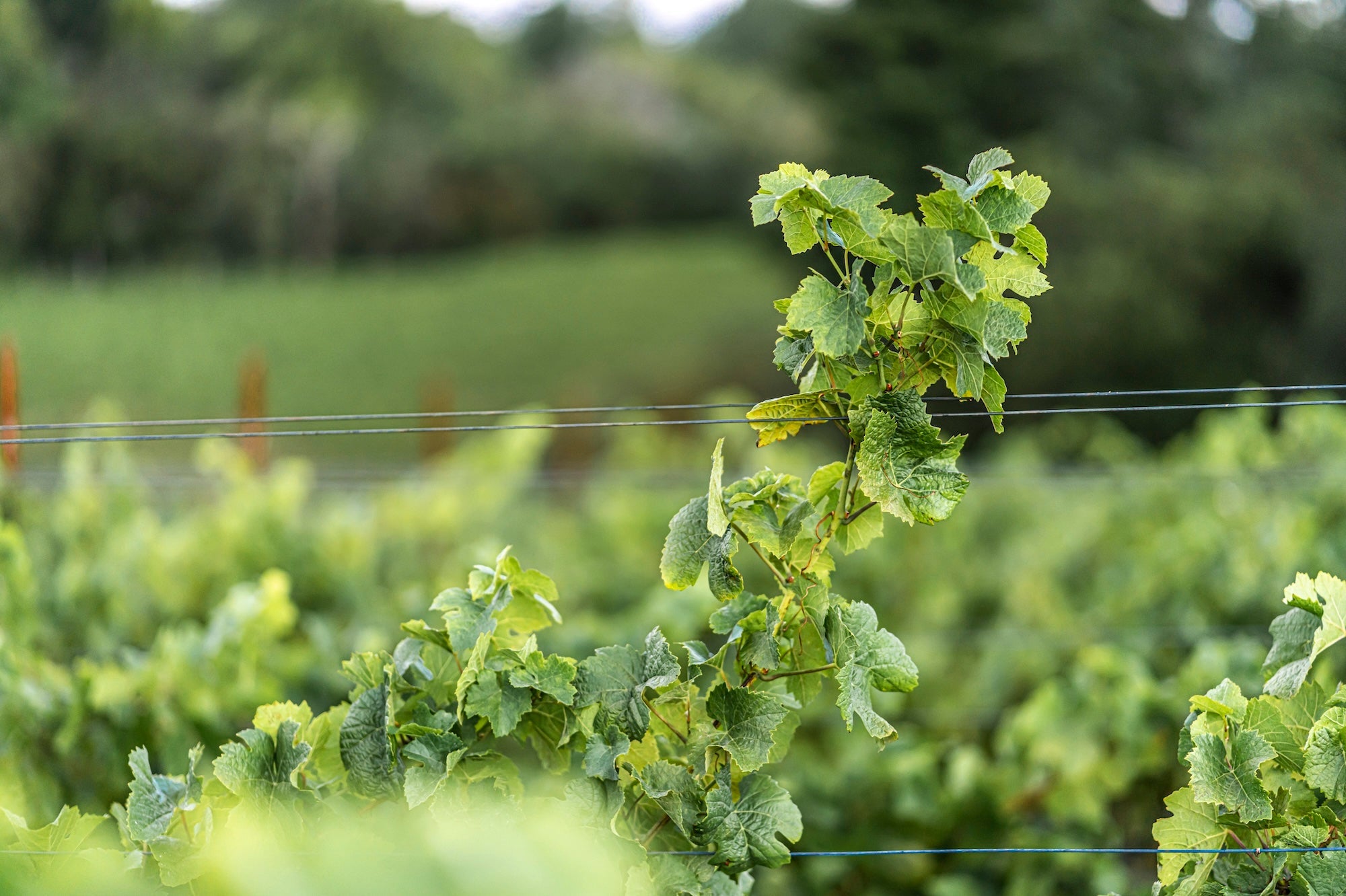 A Love Letter to Pinot Noir: 45 Years in the Making