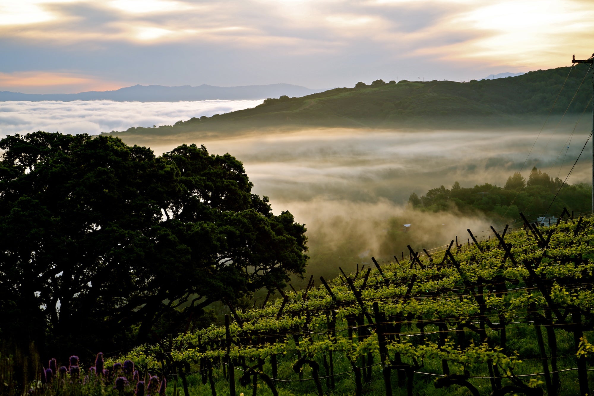 Rapley_Trail_Vineyard.jpg