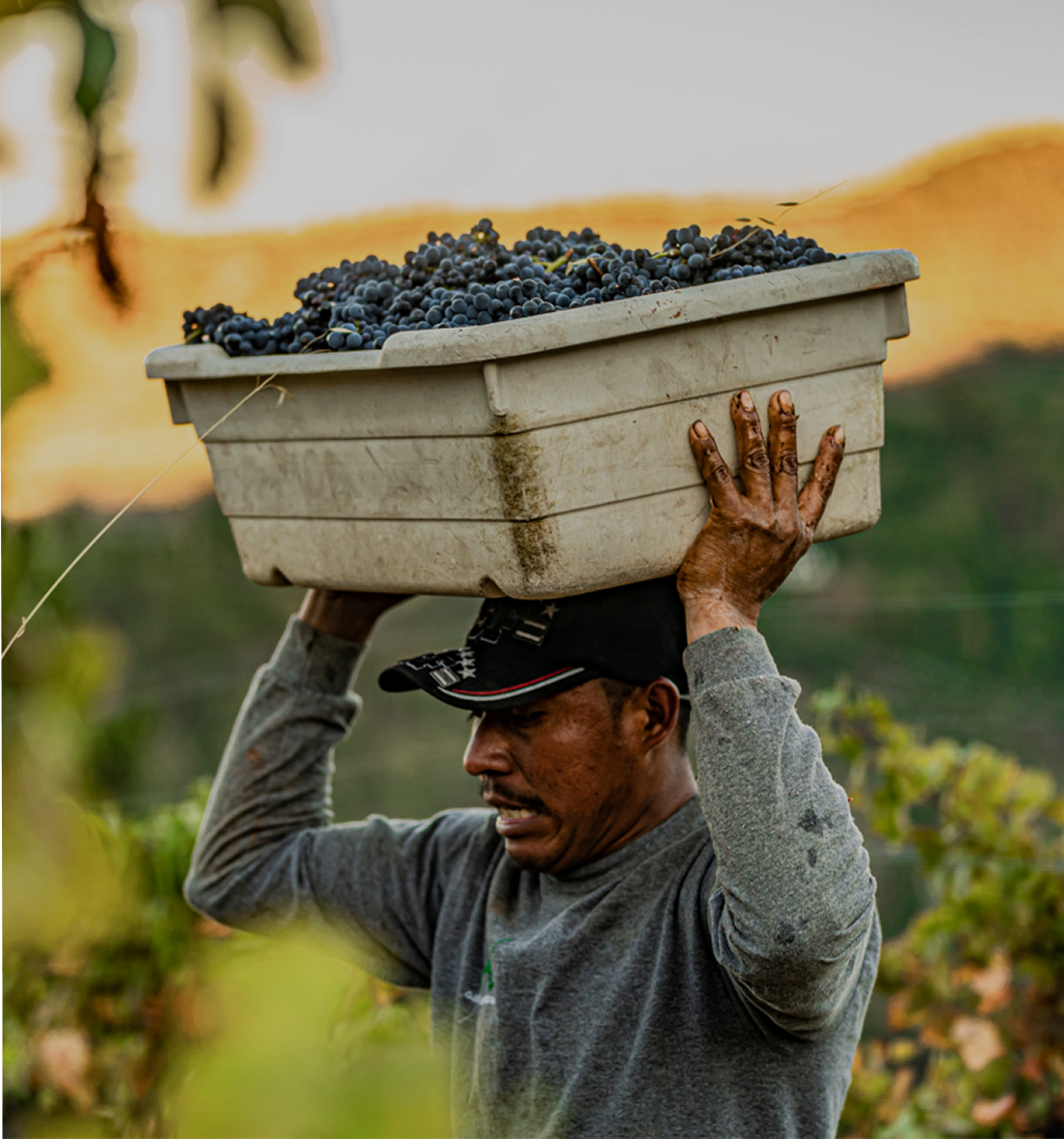 Round Table With Winemaker: Rapley Trail