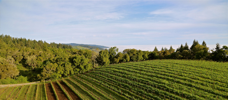 Damiana Vineyard