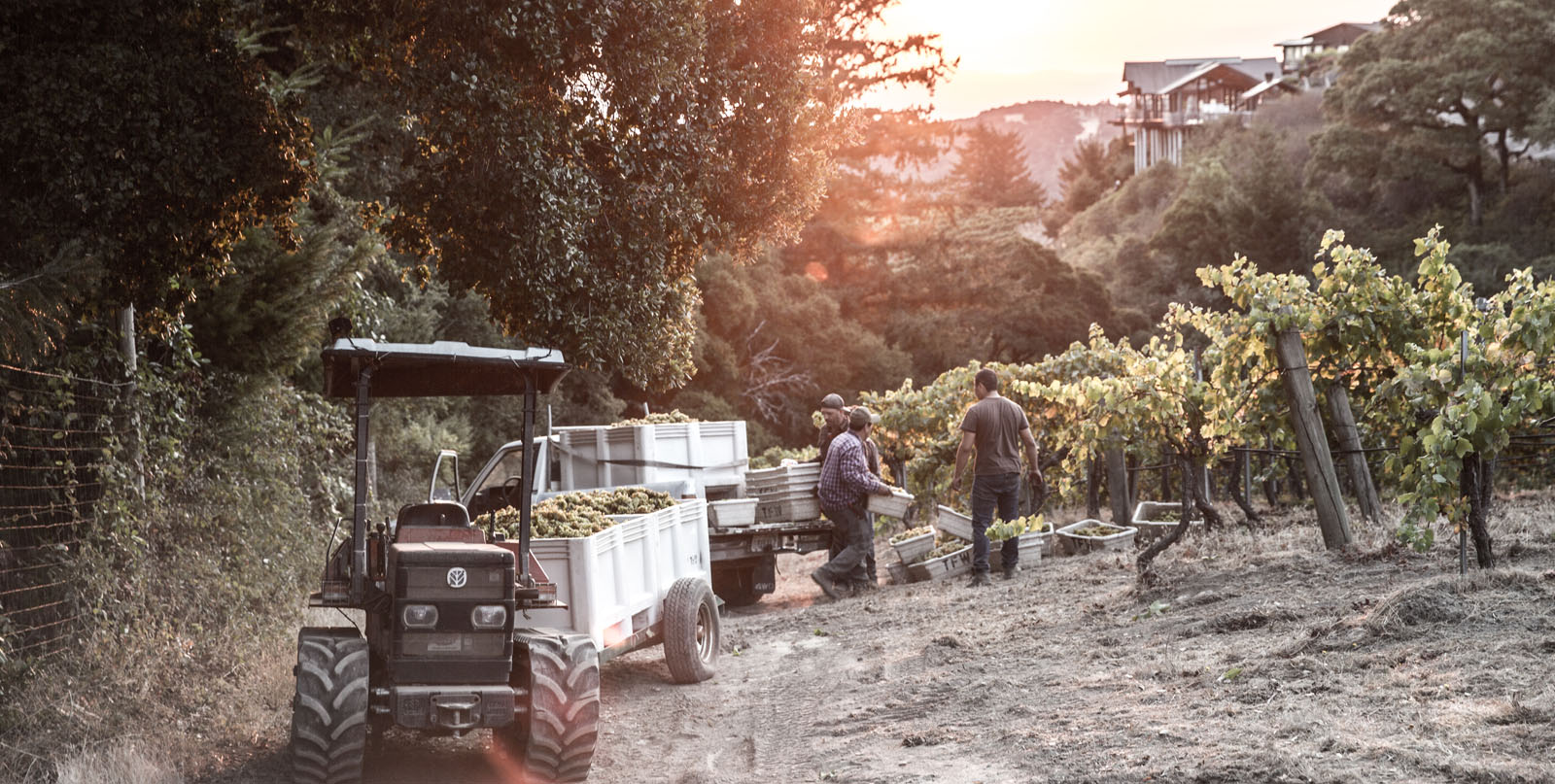 Vineyards