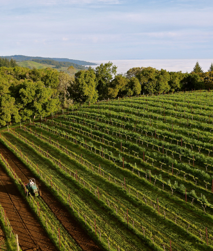 Damiana Vineyard